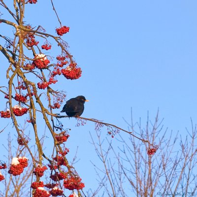 15/1 Blackbird in Heles rowan tree