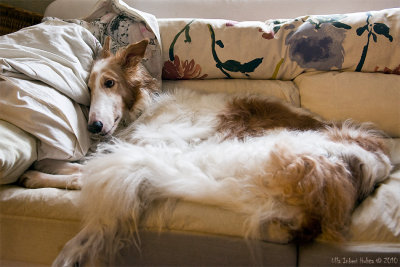 19/1 What a borzoi does best indoors...