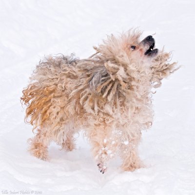 Iris, the puli, having fun in the snow.