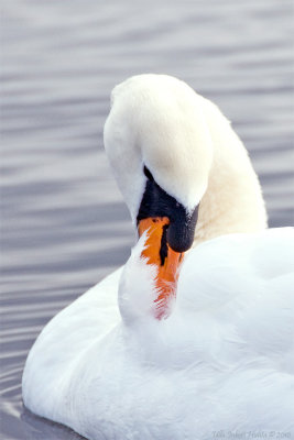 Oops, messed around with the poor birdies pic...
