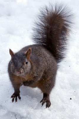 21/2 A scruffy New York squirrel
