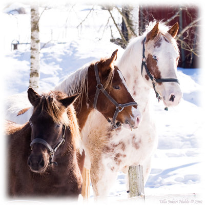 They posed so nicely for me...
