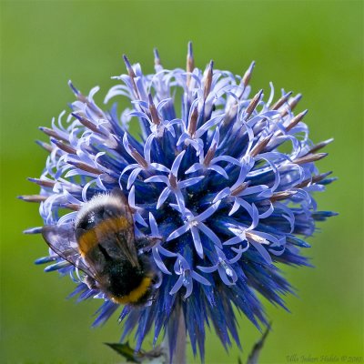 Buzy bee on Blue Globe-thistle