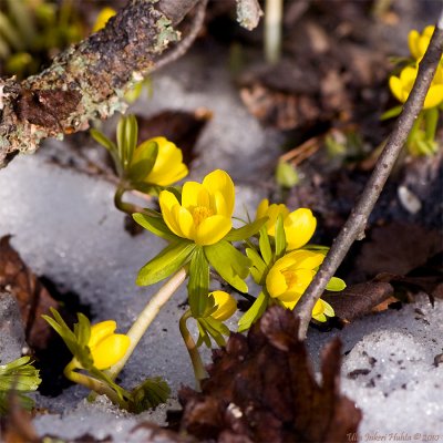3/4 Winter Aconites, absolutely the first springflowers.