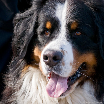 4/4 55 kg´s of Bernen Sennen (Bernese Mountain Dog), very interested in Bonnie...