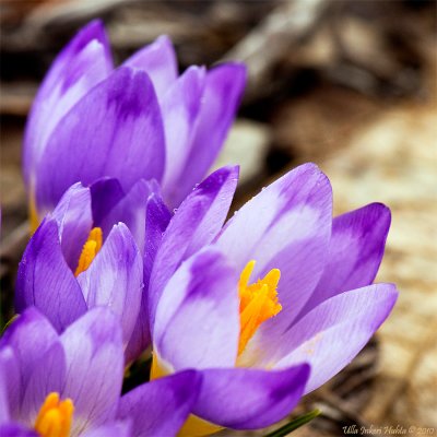 Finally! Some spring flowers, crocuses in the park downtown :O)