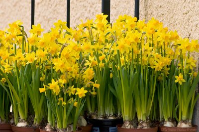 Outside the flowershop