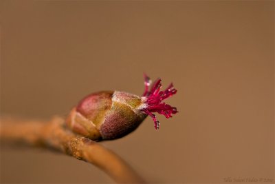 11/4 Blooming hazel