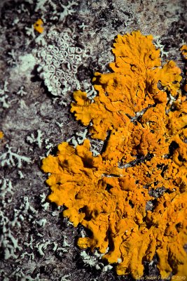 Lichen on treetrunk