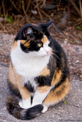 Look what a lovely calico-cat lady we met today!
