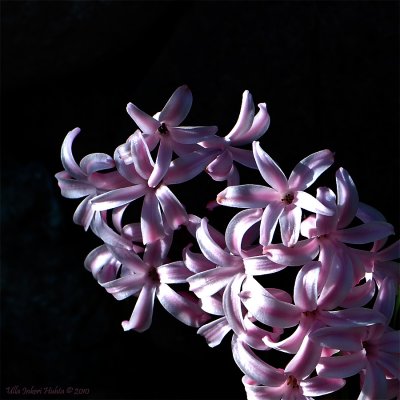 Sunlit Hyacinth