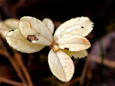 Found some albino lingonberry leaves today.