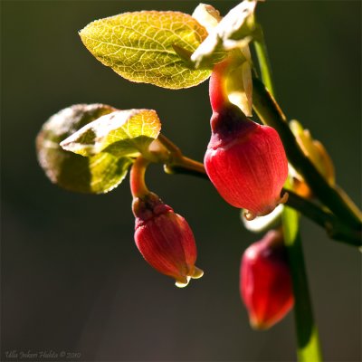 Blueberries in bloom