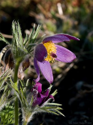 Pasque Flower, lat. Pulsatilla vulgaris