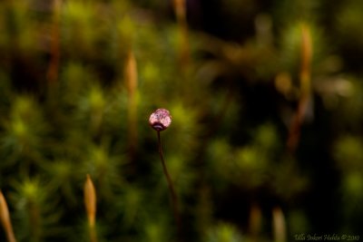 Moss in bloom