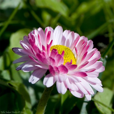 Daisy, lat: Bellis perennis L.