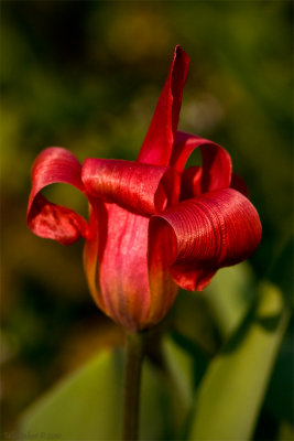 Curly tulip