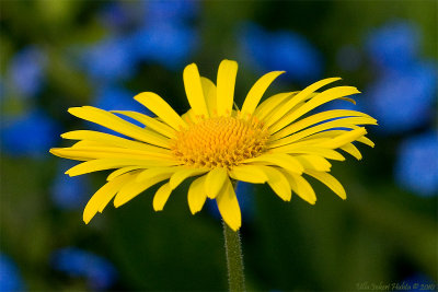 Plantain-leaved Leopard's-bane, Latin;Doronicum plantagineum L.