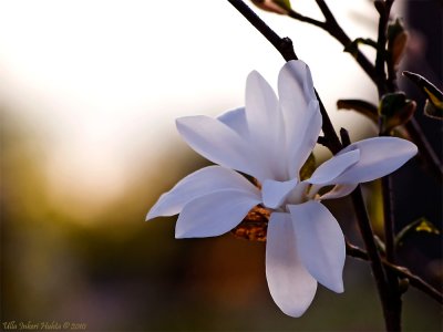 28/5 Magnolia from yesterdays evening walk with Bonnie