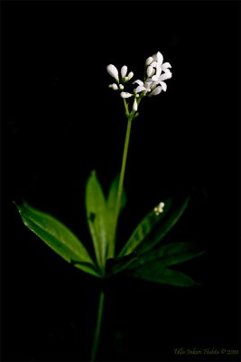 Woodruff. Lat: Galium odoratum (L.) Scop. (Asperula odorata L)