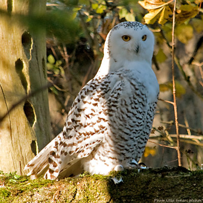 snow owl 900.jpg