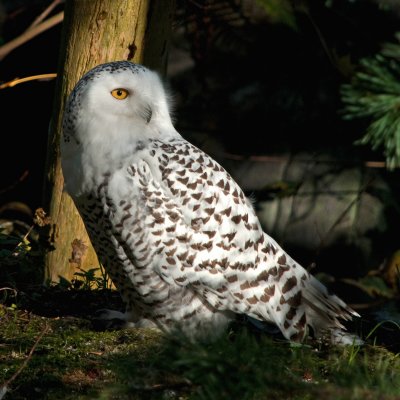 snow owl 2 900.jpg