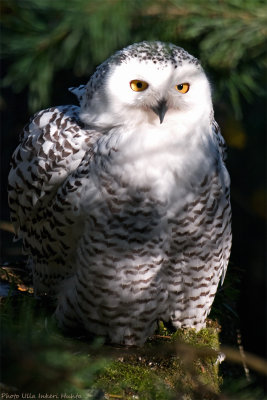 snow owl 4 700.jpg
