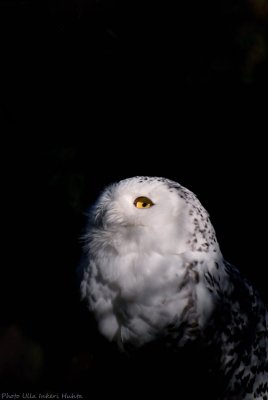 snow owl 6 700.jpg