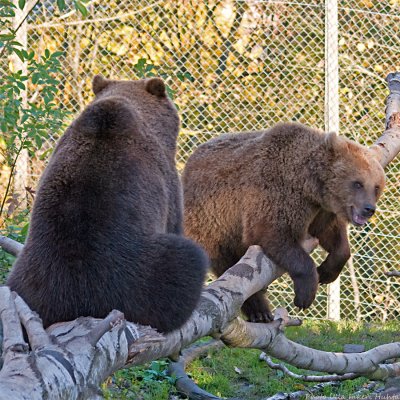 bearcubs at play 900.jpg