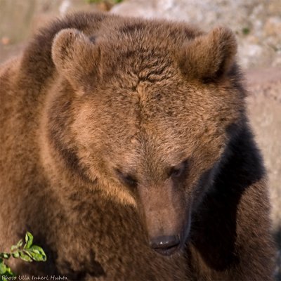 bearcub 2 900.jpg