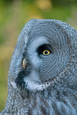 big grey owl 2 700.jpg