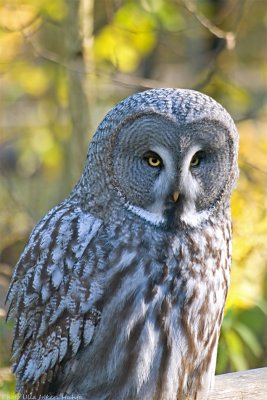 big grey owl 4 700.jpg