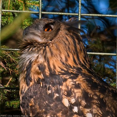 eagle owl 2 900.jpg