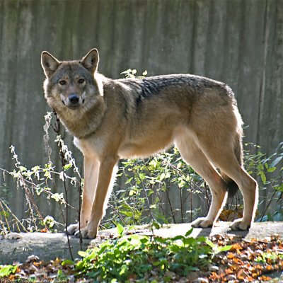wolf 900.jpg