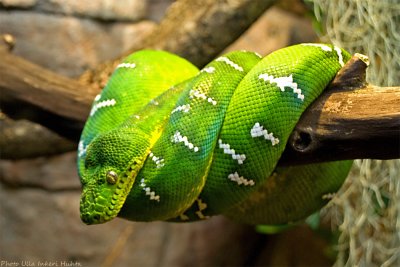 emerald boa 700.jpg