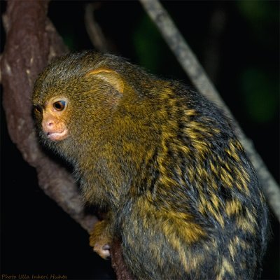 pygmy marmoset 5 900.jpg