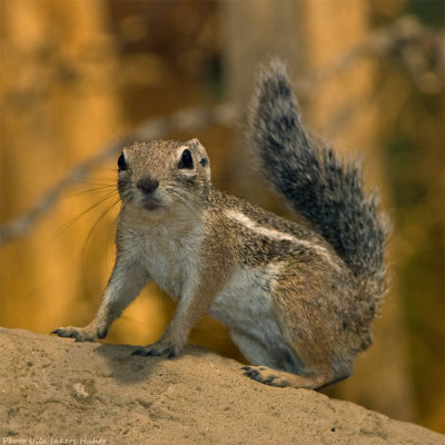 anthelope ground squirrel 900.jpg