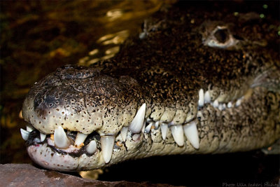 cuban croc big smile 700.jpg