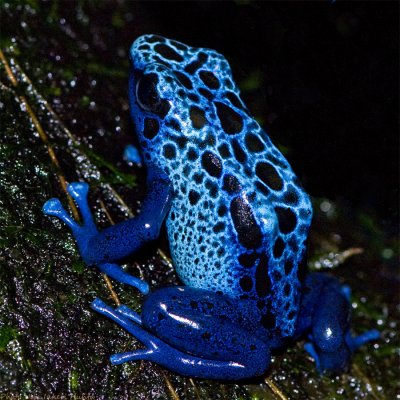 blue dart poison frog 900.jpg