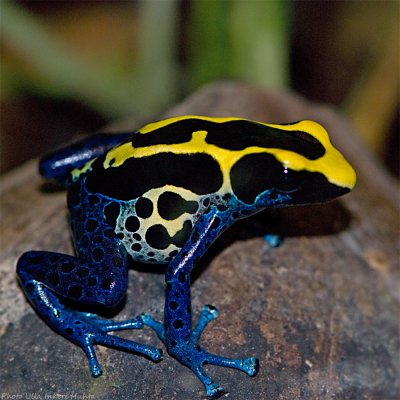 dyeing poison frog 900.jpg