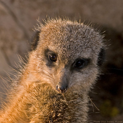 meerkat portrait 900.jpg