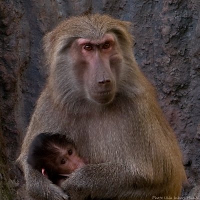 baboon mum and baby 900.jpg