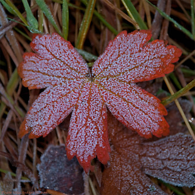 frosty leaf 900.jpg