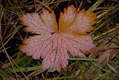 frosty leaf 700.jpg