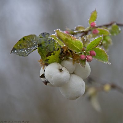 white frosty berries 900.jpg