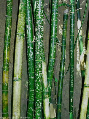 bamboo grafitti.jpg