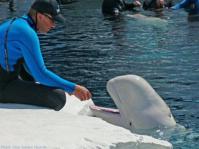 beluga whale feeding.jpg