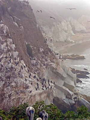 pismo beach pelicans.jpg