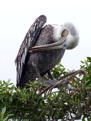 grooming pelican.jpg