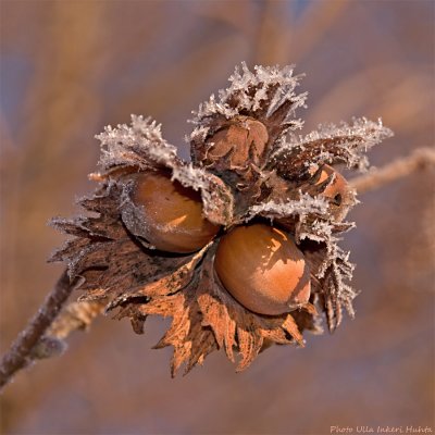 frosty hazelnuts 900.jpg